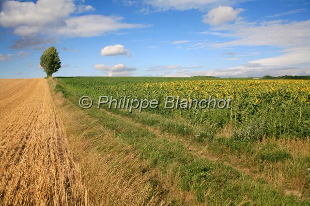 autriche donau auen 2.JPG - Champs de blé et de tournesolBasse-Autriche